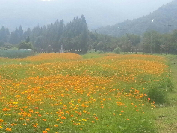 생극면 응천공원에 코스모스 꽃이 만발했다.