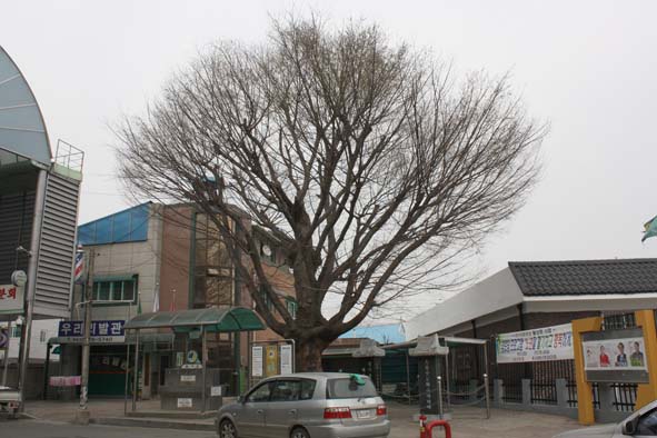 마을회관 앞 느티나무 모습.
