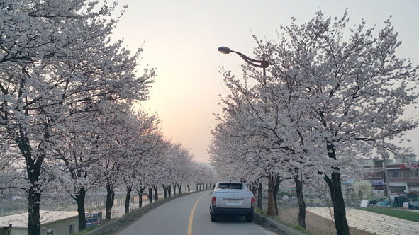생극면 응천변 벚꽃길 모습.