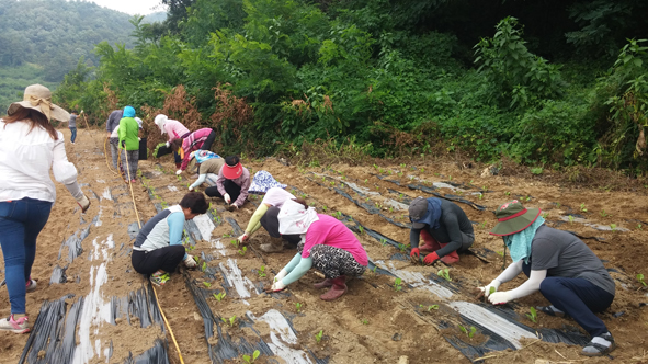 배추묘를 심고 있는 감곡남여새마을 회원들 모습.