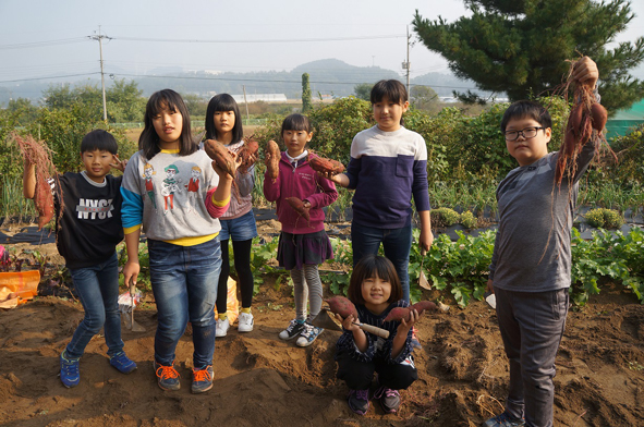 소이초 어린이들이 고구마를 수확하며 즐거워하고 있다.