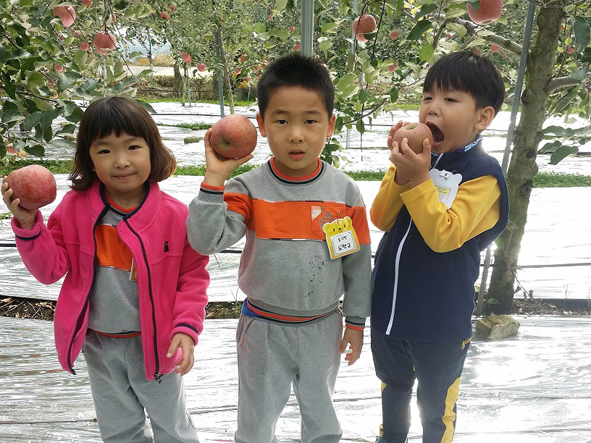 보은 밀개농장에서 사과따기 체험학습에 참가하고 있는 대소유치원 어린이들 모습.