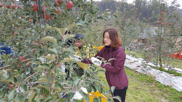 소이면사무소 한들봉사단원이 충도리 과수원에서 사과수확을 하고 있는 모습.
