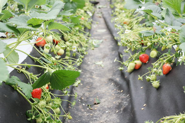 '맹동딸기농원'에 딸기가 익어가는 모습.