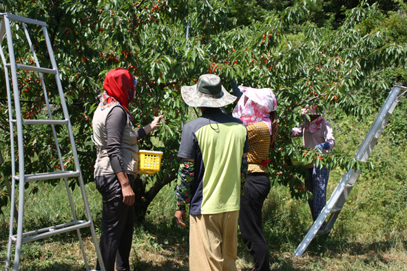 갑산1리 주민들이 체리를 수확하고 있다.