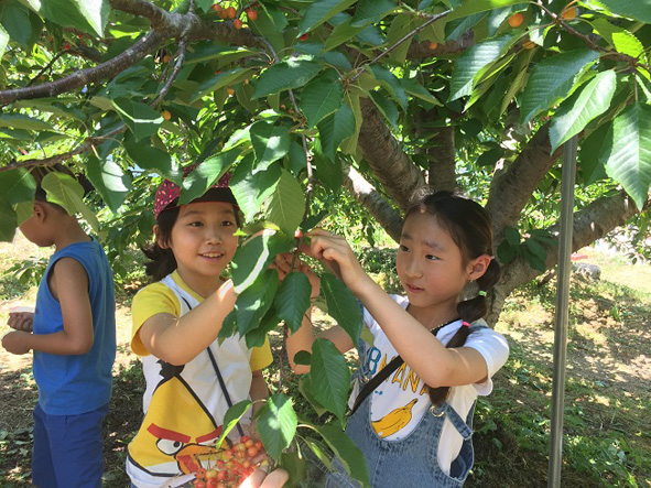 무극초 어린이들이 체리를 수확하고 있다.