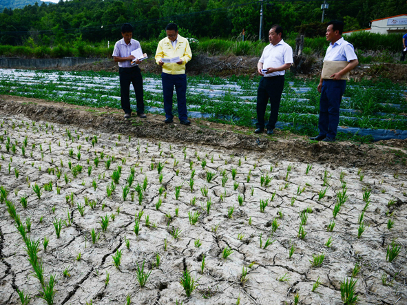 이필용 음성군수가 23일 원남 조촌리 가뭄으로 마른 농지 상태를 점검하고 있다.