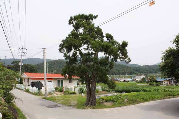 ▲아래오갑 마을 향나무 모습.