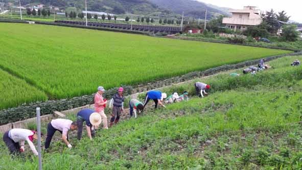 소이면 주민들이 음성천 둑방에서 제초작업을 실시하고 있다.