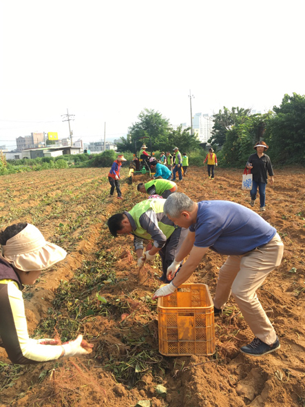 ▲금왕읍 주민과 장안2동 주민들이 고구마를 수확하고 있다.