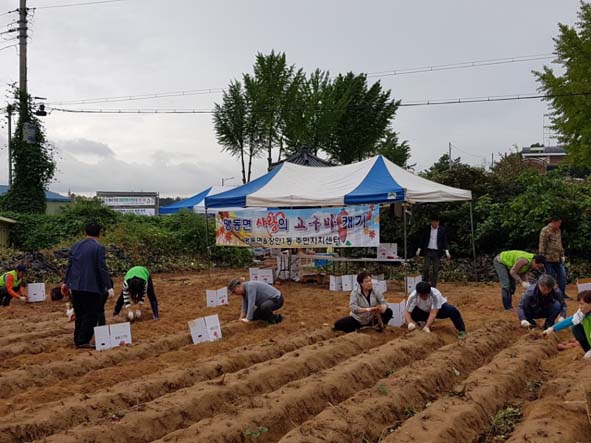 맹동면주민자치위원과 서울 장안1동 주민들이 고구마를 수확하는 모습.