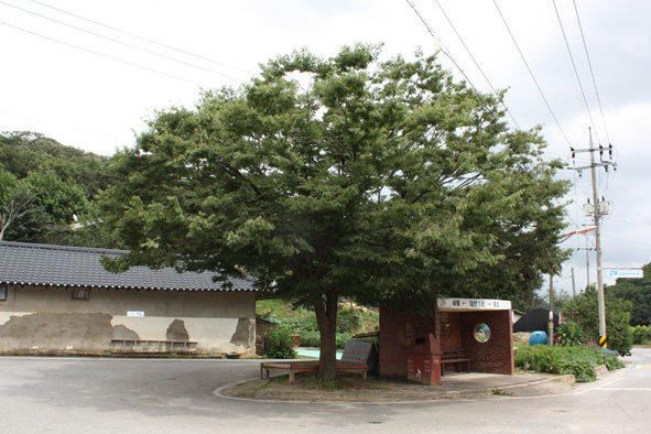 ▲마을 도로 앞 느티나무와 정류소 모습.