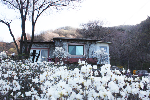 감곡 월정리 야산에 위치한 전길신.박은정 씨 부부 주택 앞에 흰진달래가 활짝 피어 있다.
