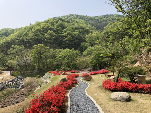 백야수목원 장미동산 모습.