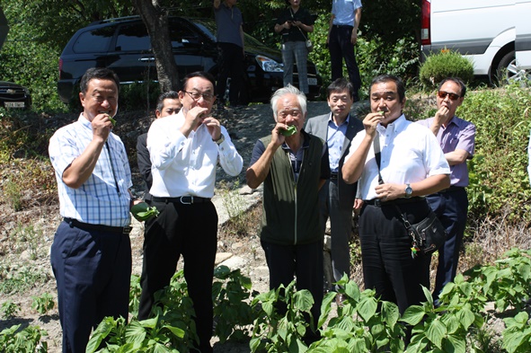일본 알프레사헬스케어 임원들이 생극 코메가 방문 일정으로 생리 들깨밭에서 들깻잎을 먹으며 사진을 촬영하고 있다.