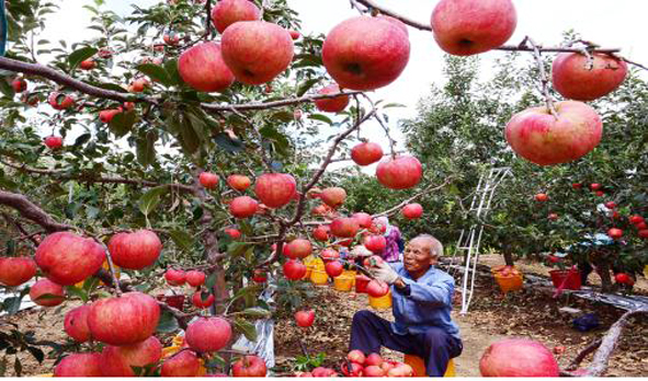 홍로 사과를 수확하는 주민 모습.