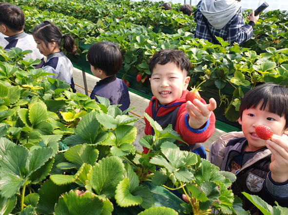 동성유치원 원아들이 딸기밭 체험을 하며 즐거워하고 있다.