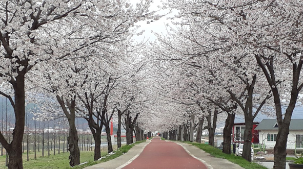 ▲응천십리벚꽃길에 벚꽃이 만개한 모습.