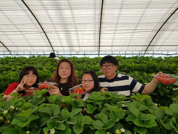 딸기체험학습에 참여하고 있는 대소초 학생과 가족들 모습.