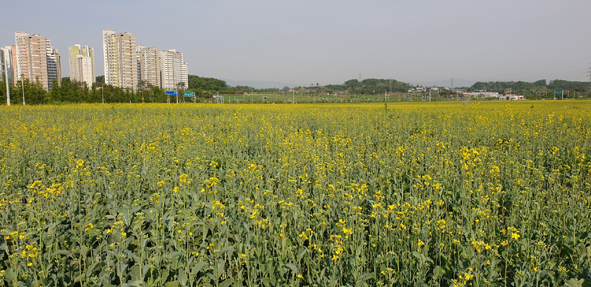 충북혁신도시 어울림 꽃단지 모습.