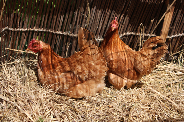 대소면민이 지은 품바움막 닭장에서 알을 낳고 있는 암탉들 모습.