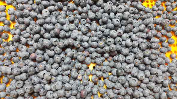 ▲닥터블루베리에서 수확한 블루베리 열매 모습.
