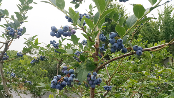 ▲닥터블루베리 농원 블루베리 나무에 열매가 탐스럽게 익은 모습.