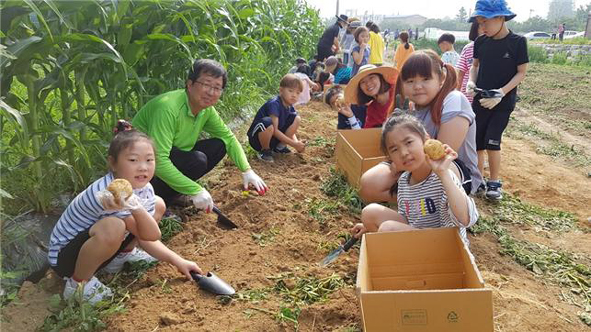 안현기 원남면장이 원남초 어린이들과 함께 감자를 캐고 있다.