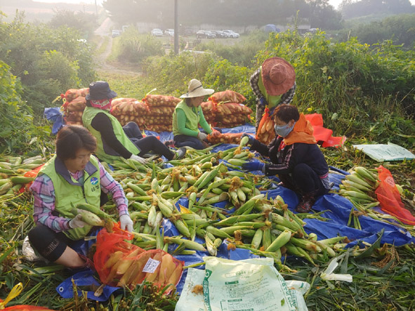 옥수수를 수확하고 있는 삼성주민자치위원들 모습.