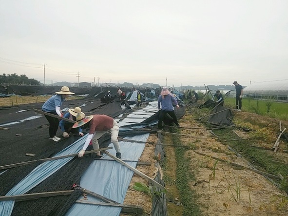 대소면 직원들이 돌풍 피해를 당한 삼호리 인삼재배지에서 봉사활동을 펼치고 있다.