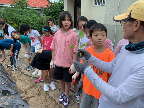오갑초 어린이들이 김장배추 심기체험에 참여하고 있다.