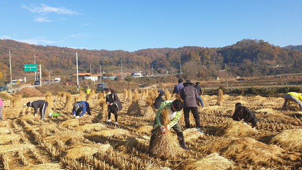 음성읍 직원들이 농촌일손돕기에 참여하고 있는 모습.