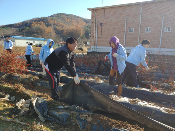 음성교육지원청 직원들이 농촌일손돕기 봉사활동을 전개하고 있다.