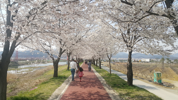 생극응천십리벚꽃길에 만개한 벚꽃길을 가족들이 찾은 모습.