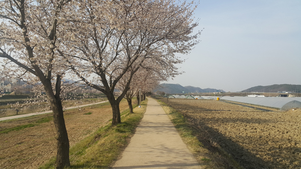 ▲금왕 응천산책길에 핀 벚꽃 모습.