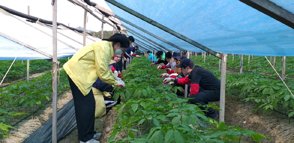 농촌일손돕기 일환으로 인삼꽃을 따고 있는 음성군 축산식품과 직원들 모습.