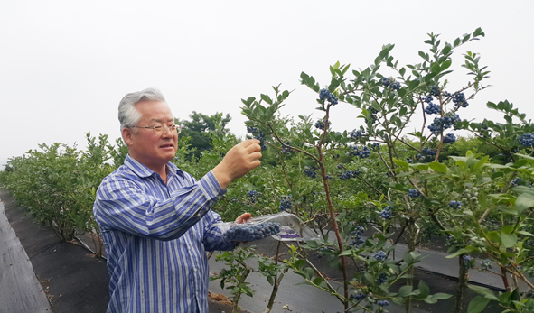 곽태규 씨가 블루베리를 수확하고 있다.