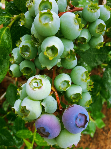 블루베리 열매 모습.