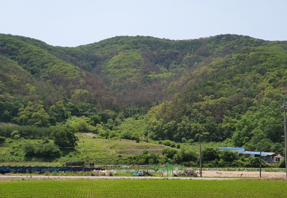 백야리 소속리산 기슭 산림 일부가 벌겋게 변한 모습.(사진 제공:음성군청)