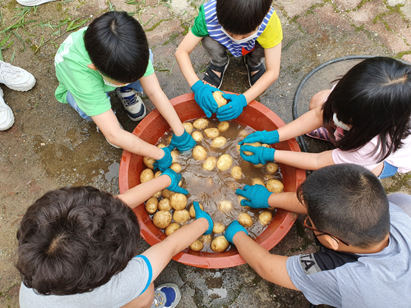 오갑초 어린이들이 수확한 감자를 씻고 있는 모습.
