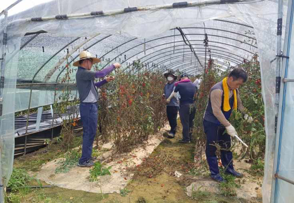 음성군 사회복지과 직원들이 농가 일손돕기 봉사활동을 전개하고 있다.