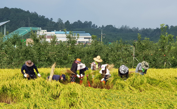 충북도 문화체육관광국 직원들이 소이면 농지에서 벼를 일으켜세우고 있다.