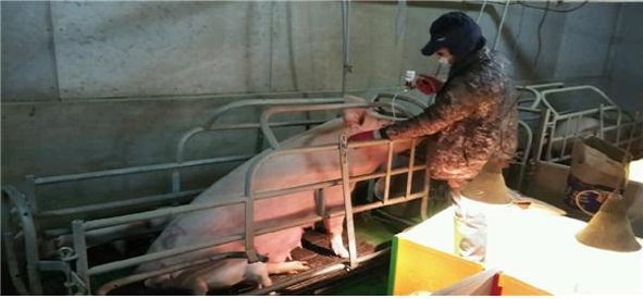 돼지농가에서 구제역 백신을 투약하고 있는 모습.