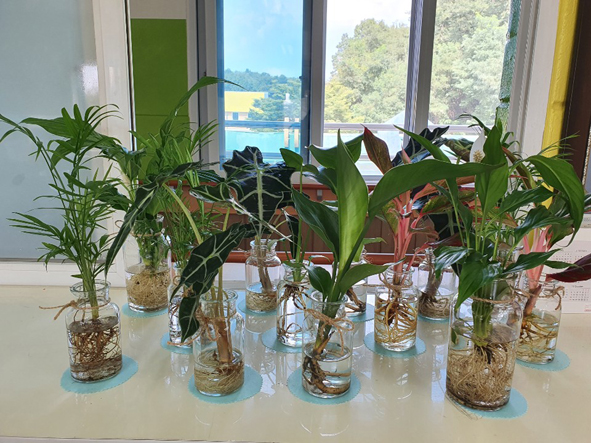 오선초에 장식한 공기정화 식물들 모습.