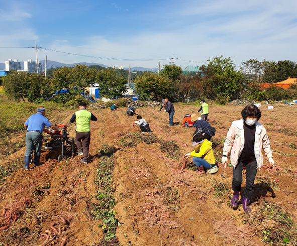 대소주민자치위원들이 고구마를 수확하고 있다.