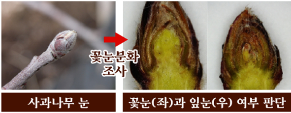 사과나무 가지끝 눈(사진 왼쪽) 모습과 꽃눈(사진 가운데) 잎눈(사진 오른쪽) 단면 사진 모습.