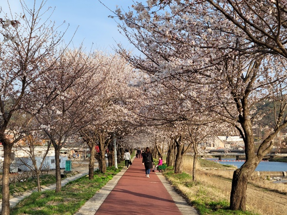 주민들이 벚꽃을 감상하러 찾은 응천십리벚꽃길 모습.