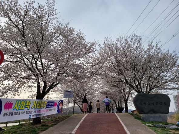 ▲가족들이 벚꽃을 감상하기 위해 응천십리벚꽃길을 걷고 있다.