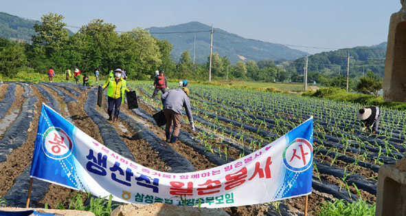 ▲삼성농협 고주모 생산적 일손봉사 활동 모습.