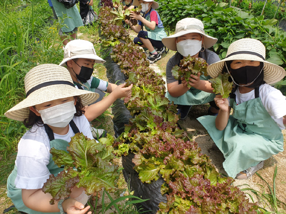 청룡초 어린이들이 학교 텃밭에서 상추를 수확하며 기념촬영을 하고 있다.